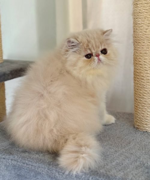 Bella Female
