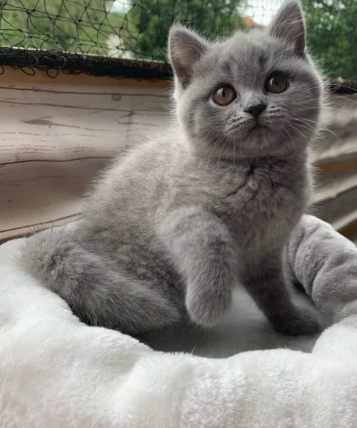 Carl - Male