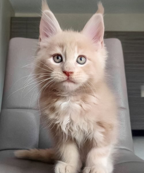 Honey Female