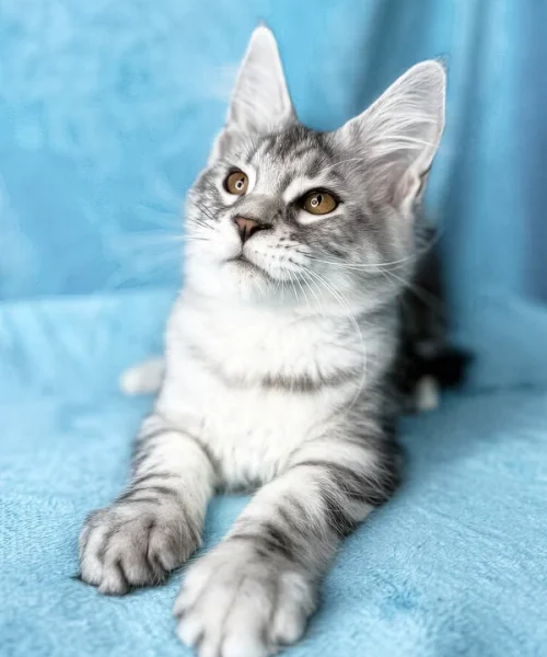Mia Female